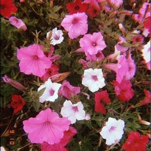 Meet your Posher, Marina